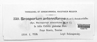 Sirosporium antenniforme image
